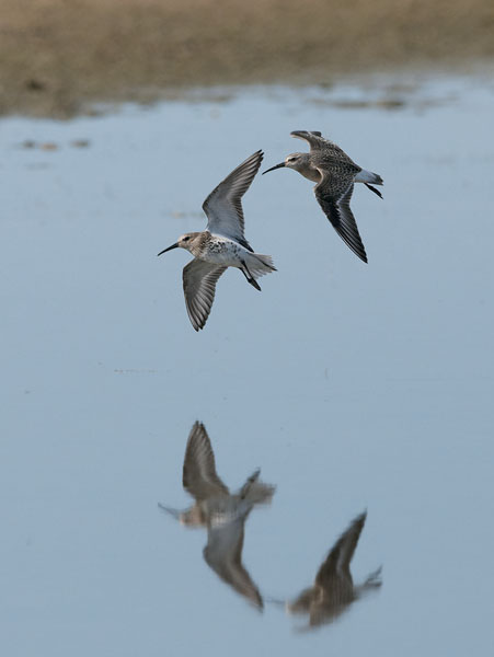Kuovisirri, Curlew Sandpiper, Calidris ferruginea